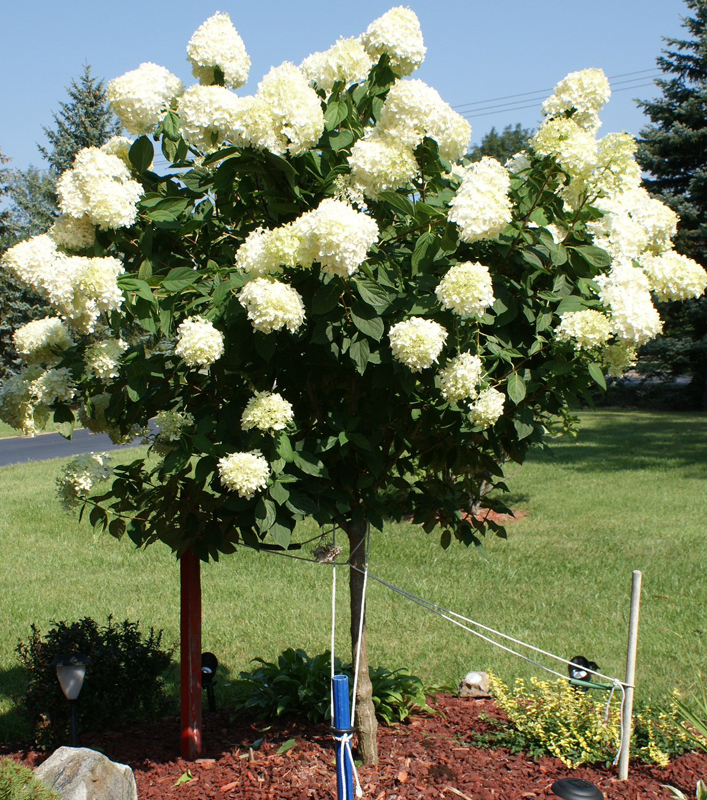 Hydrangea Paniculata Limelight STD P pini re Richard St Aubin