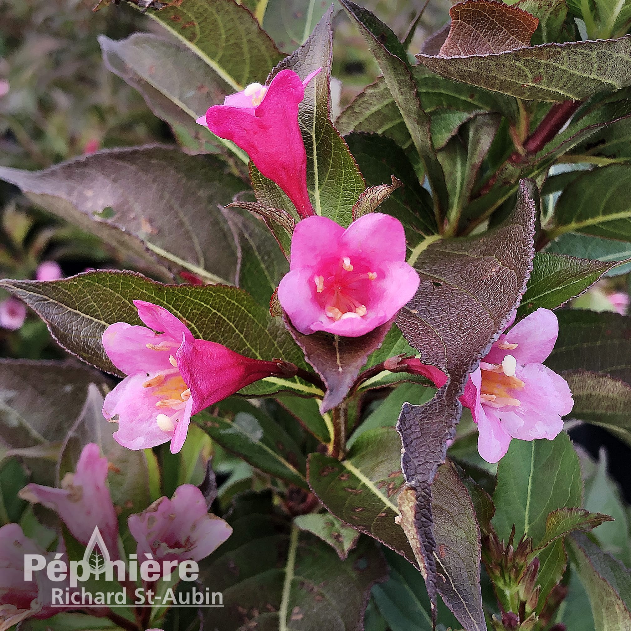 Weigela 'Stunner' - Pépinière Richard St-Aubin