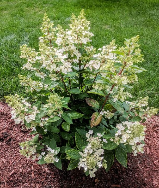 Hydrangea paniculata 'Lavalamp Flare' Pépinière Richard StAubin