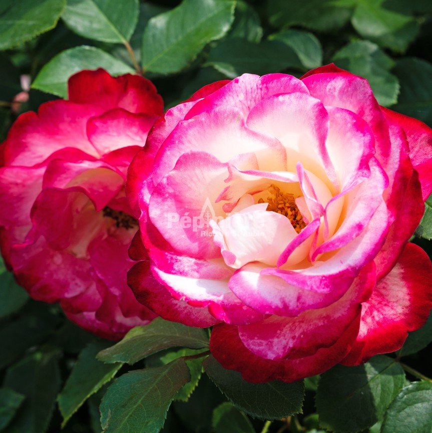 Rosa Never Alone - Pépinière Richard St-Aubin