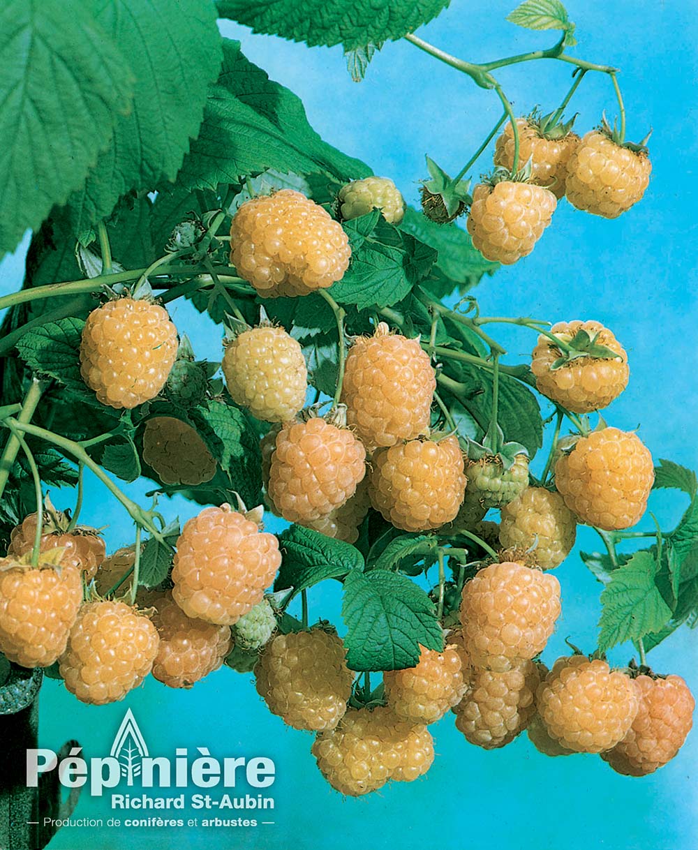 Rubus Kiwi Gold Pépinière Richard StAubin