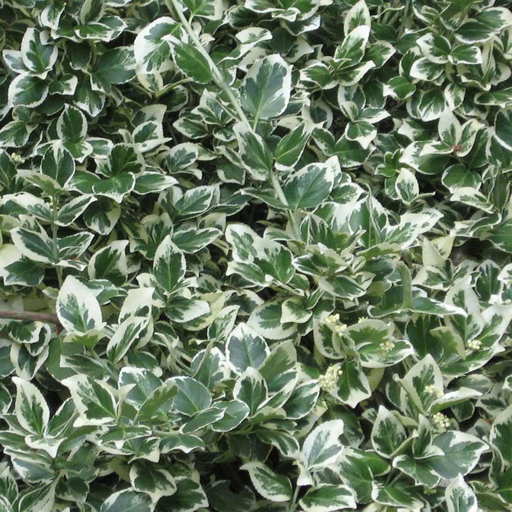 Fusain Fortunei 'Emerald Gaiety' – Arbuste Persistant Panaché Vert-Blanc, Pot 3-4 L, Couvre-Sol Idéal