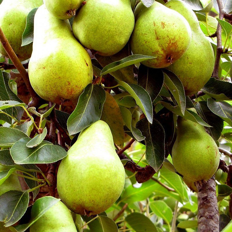 Pyrus communis 'Bartlett' (European Pear)