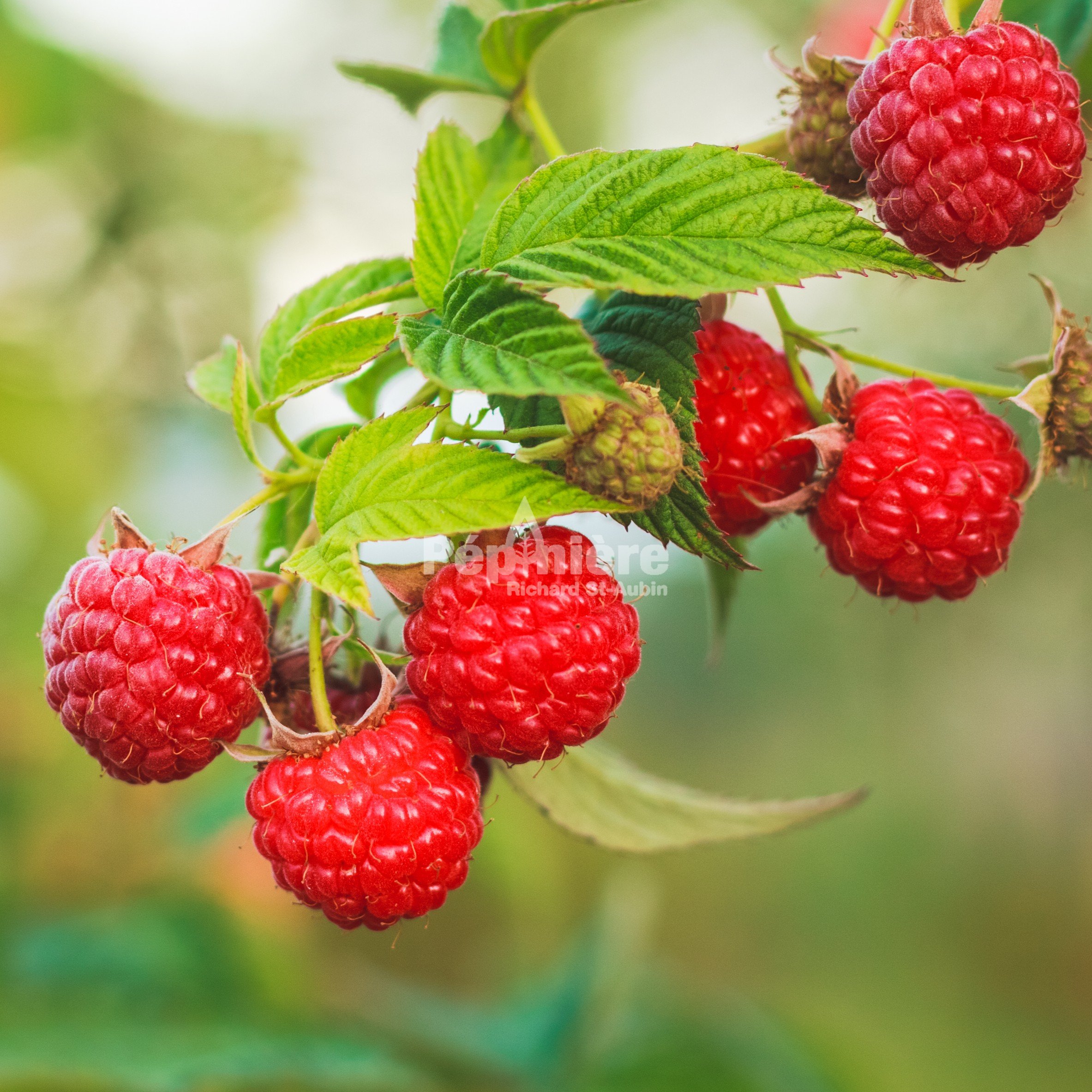 Rubus idaeus AAC Eden - Pépinière Richard St-Aubin