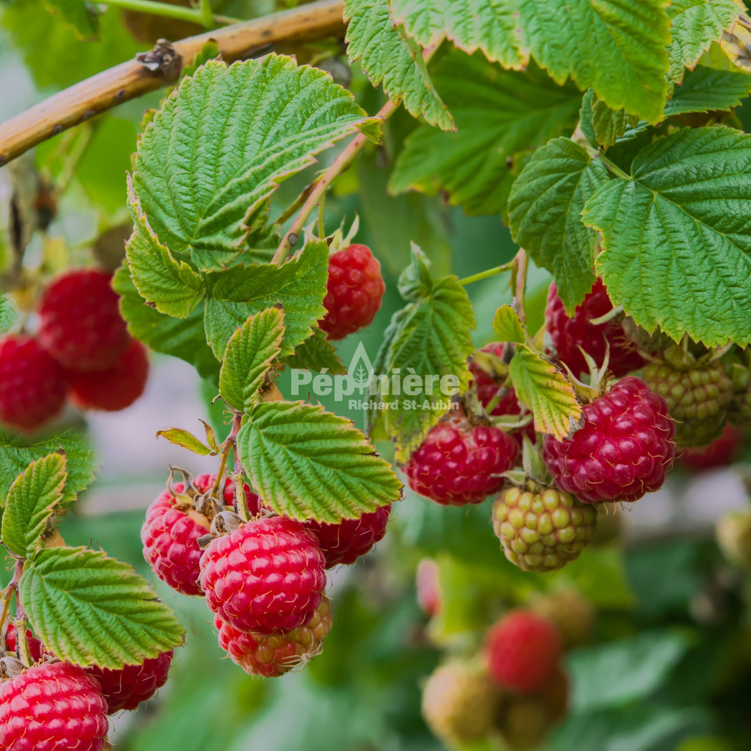 Rubus idaeus Polana - Pépinière Richard St-Aubin