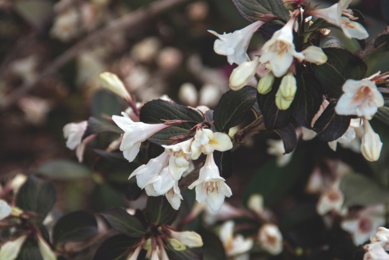 Weigela Tuxedo B.E. - Pépinière Richard St-Aubin