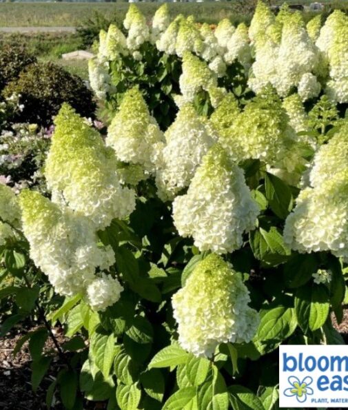 Hydrangea Paniculata 'Moonrock' STD B.E. - Pépinière Richard St-Aubin