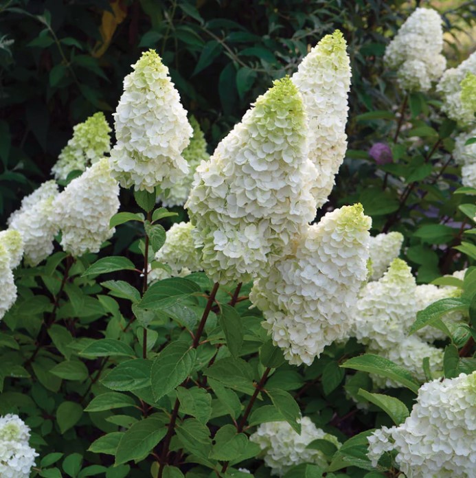 Hydrangea Paniculata 'Lavalamp Moonrock' STD B.E. Pépinière Richard