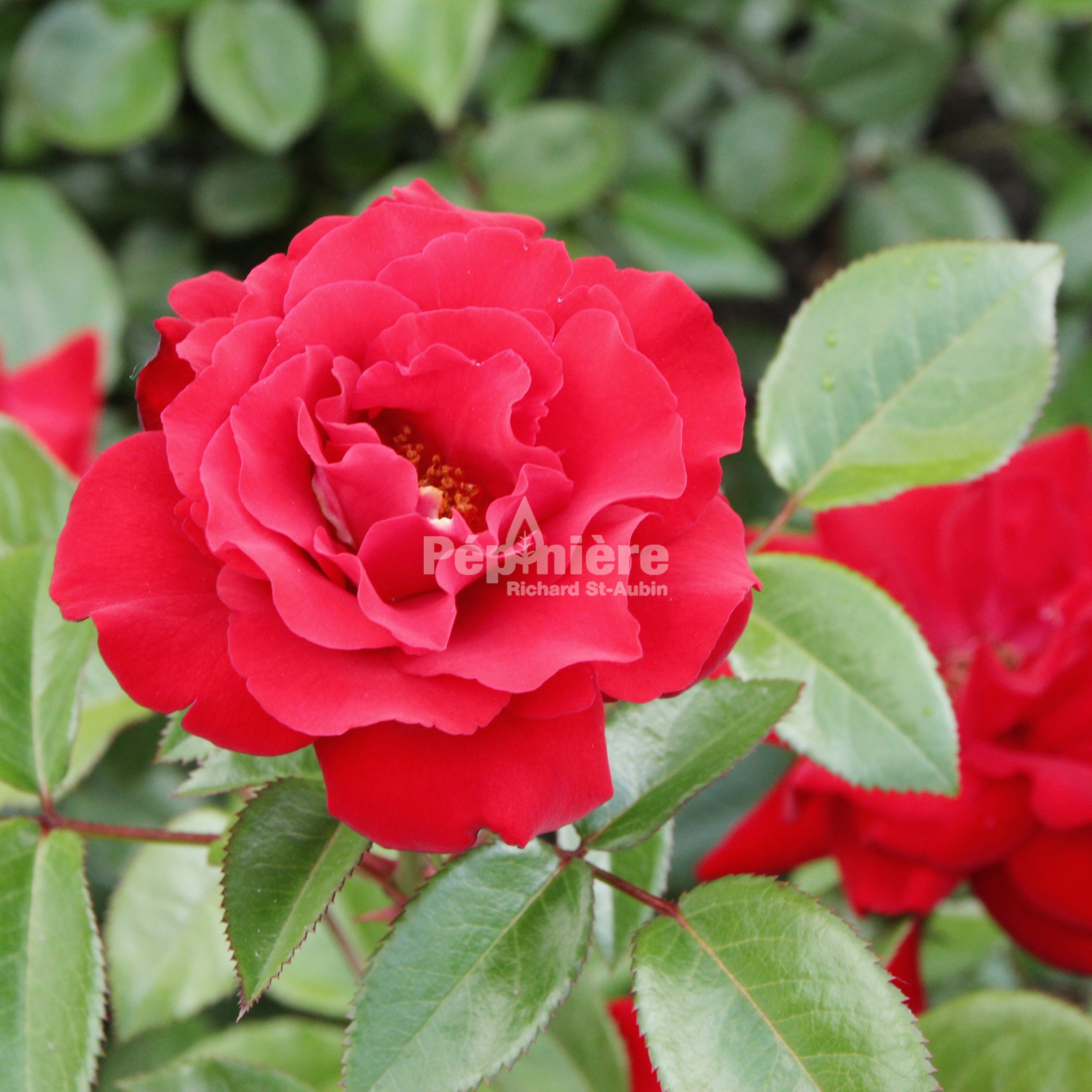 Rosa Champlain STD - Pépinière Richard St-Aubin
