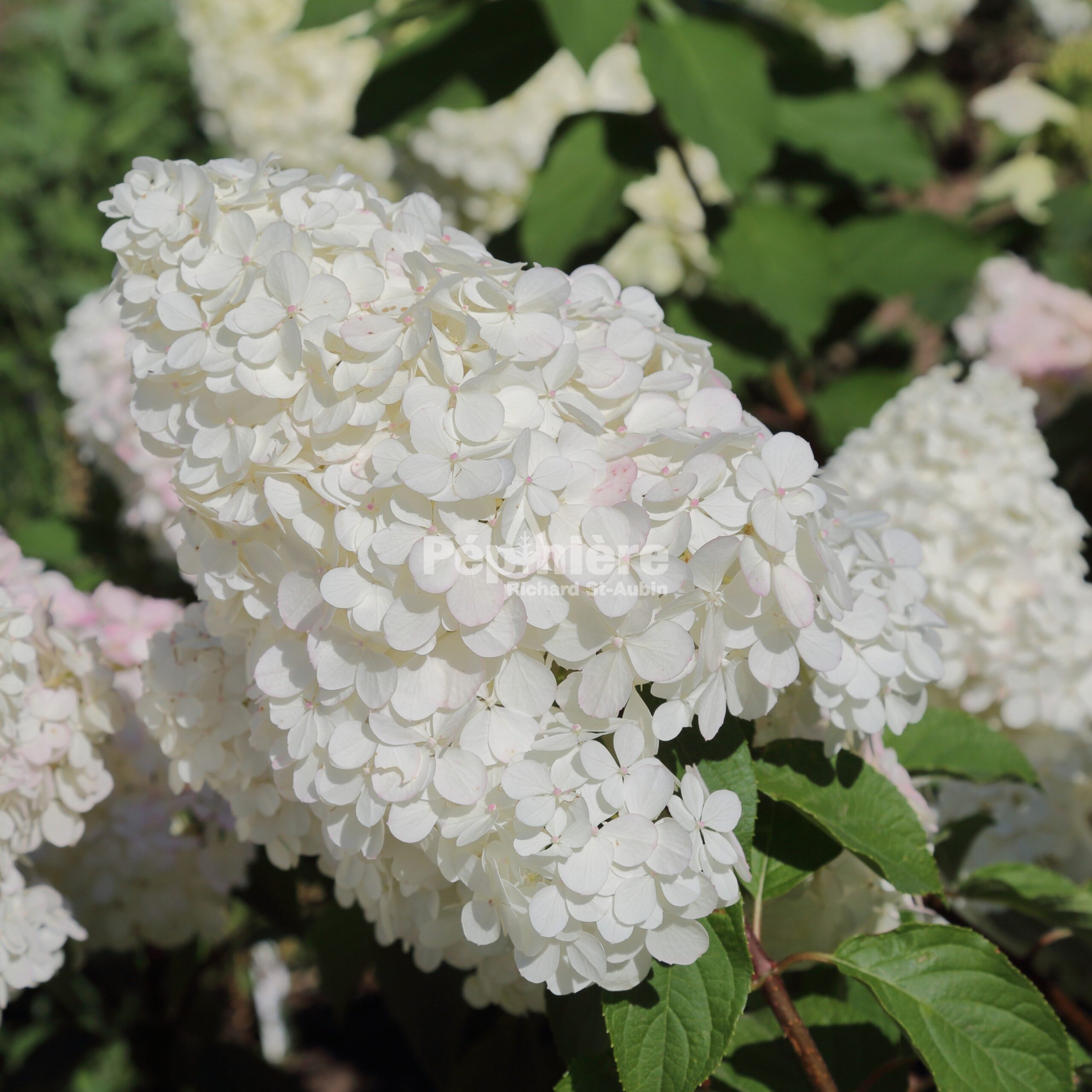 Hydrangea Paniculata 'Grandiflora' (Pee Gee) STD - Pépinière Richard St ...