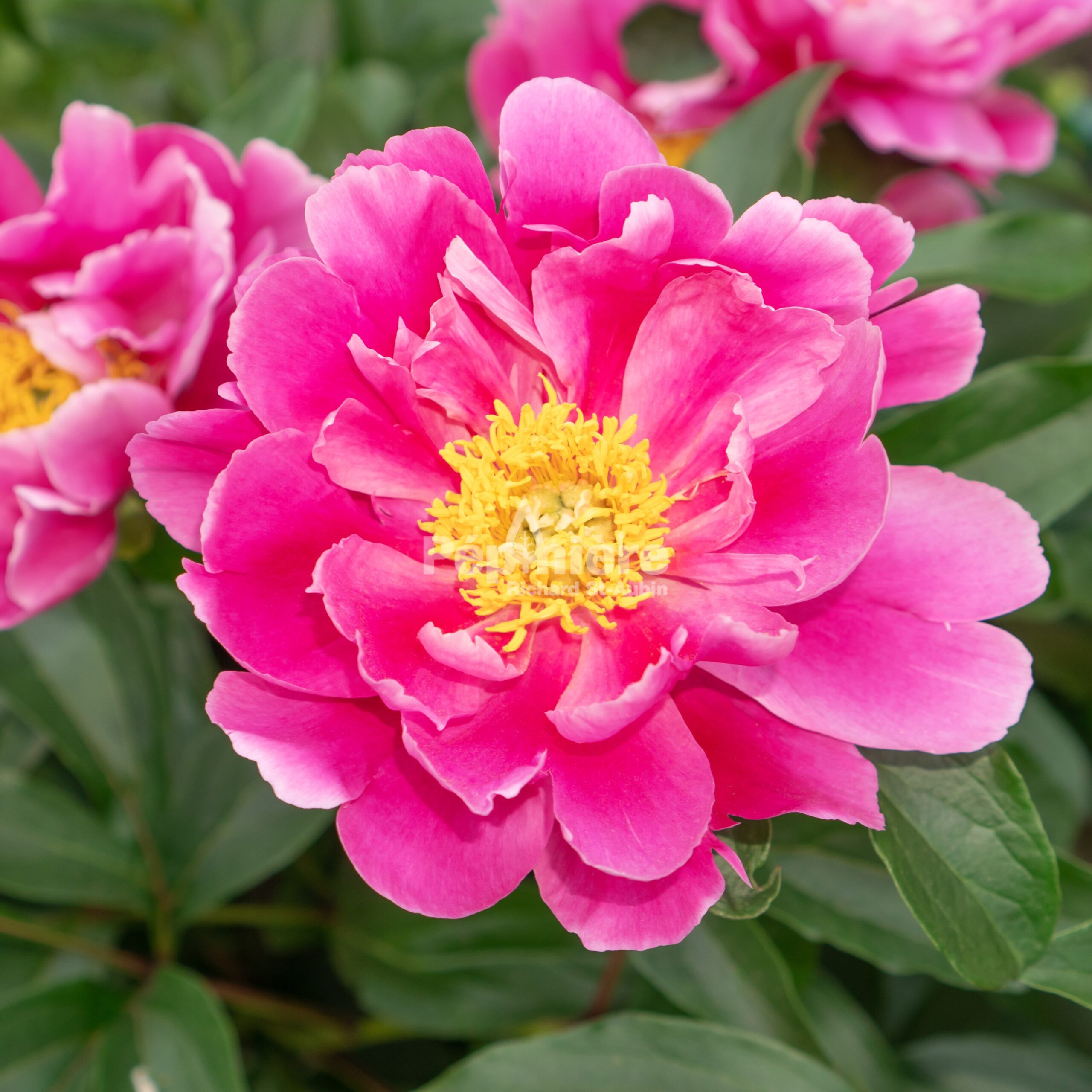 Paeonia lactiflora 　アレドクラシック　イタリア製 Paeonia Lactiflora: The Ancient Flower That's Taking Gardens by
