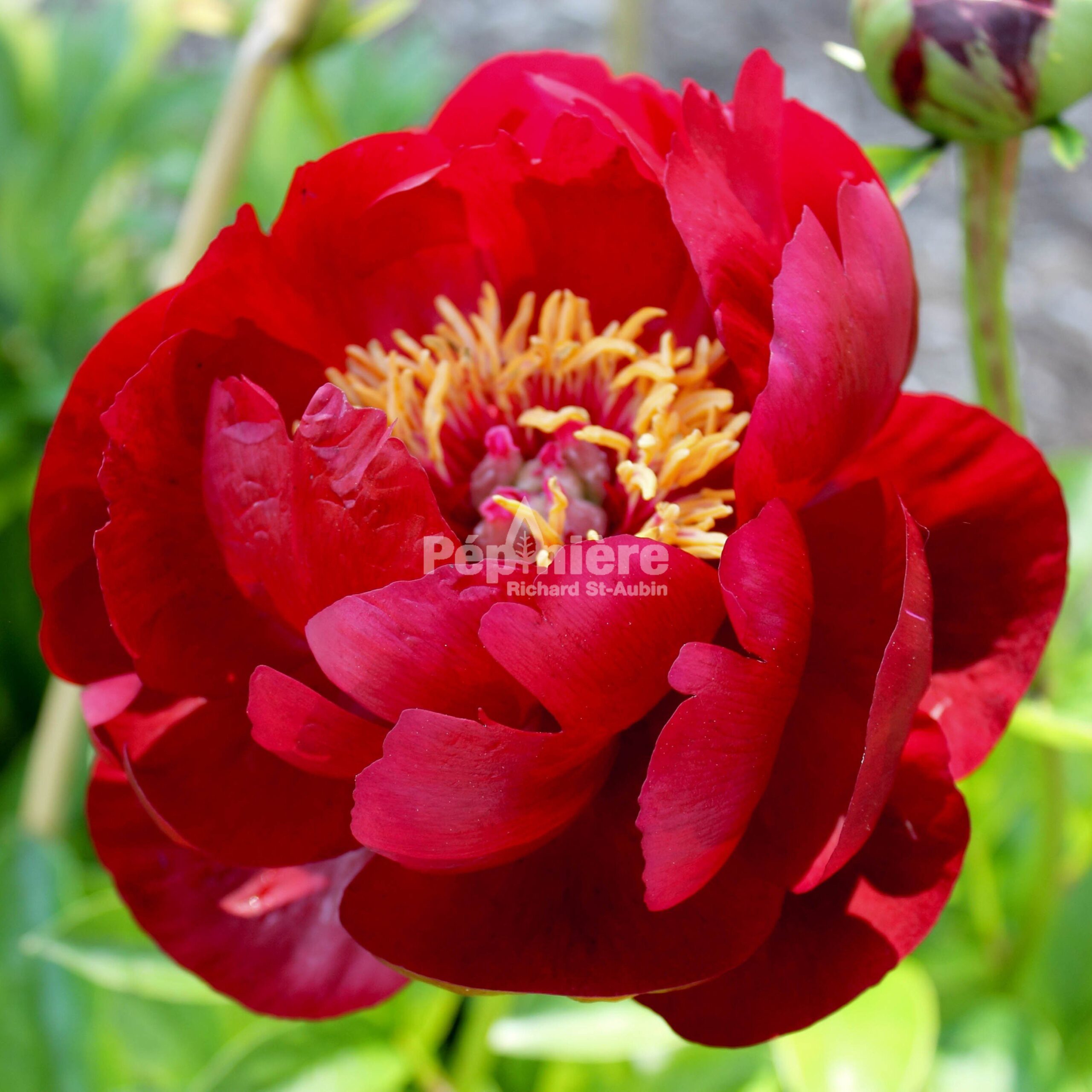 Paeonia lactiflora Moscow - Pépinière Richard St-Aubin