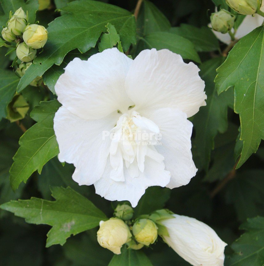 Hibiscus syriacus White Chiffon STD - Pépinière Richard St-Aubin
