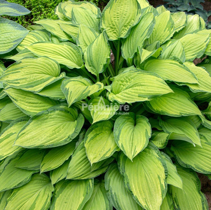 Hosta Paul's Glory main image 0