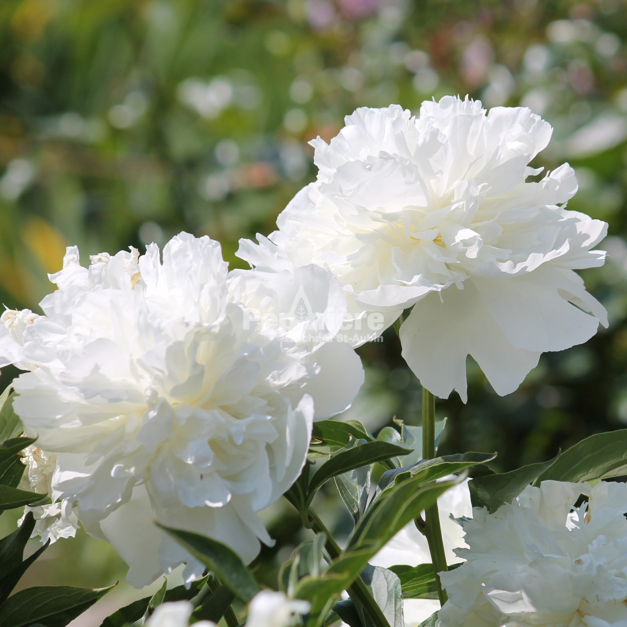 Paeonia lactiflora Duchesse de Nemours - Pépinière Richard St-Aubin