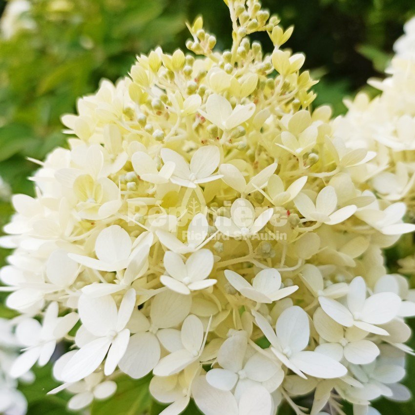 Hydrangea Paniculata 'Bombshell' STD - Pépinière Richard St-Aubin